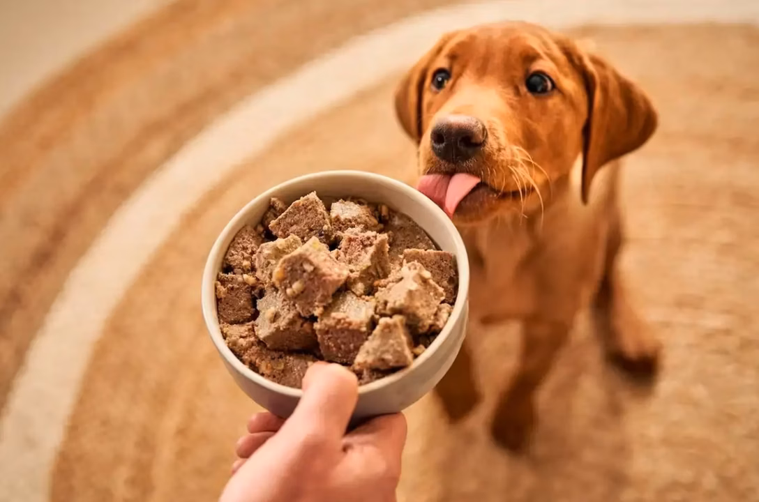 Croquettes, terrines et recettes haut de gamme : l&rsquo;industrie de l&rsquo;alimentation canine en pleine révolution