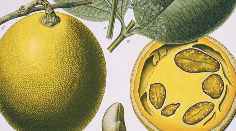 Houmous au citron confit et dukkah : une recette surprenante