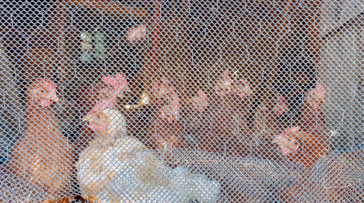 Exprimez votre opinion sur le projet d’élevage de 82 400 poulets à proximité de Soissons